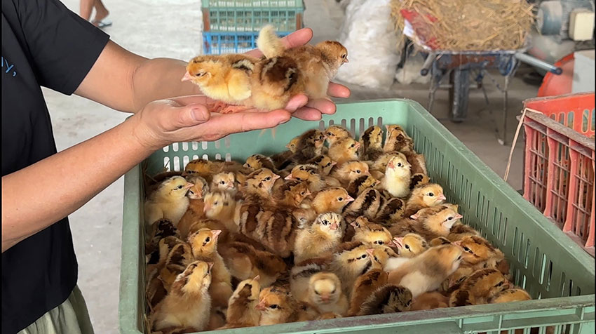 nuôi gà thư lâm