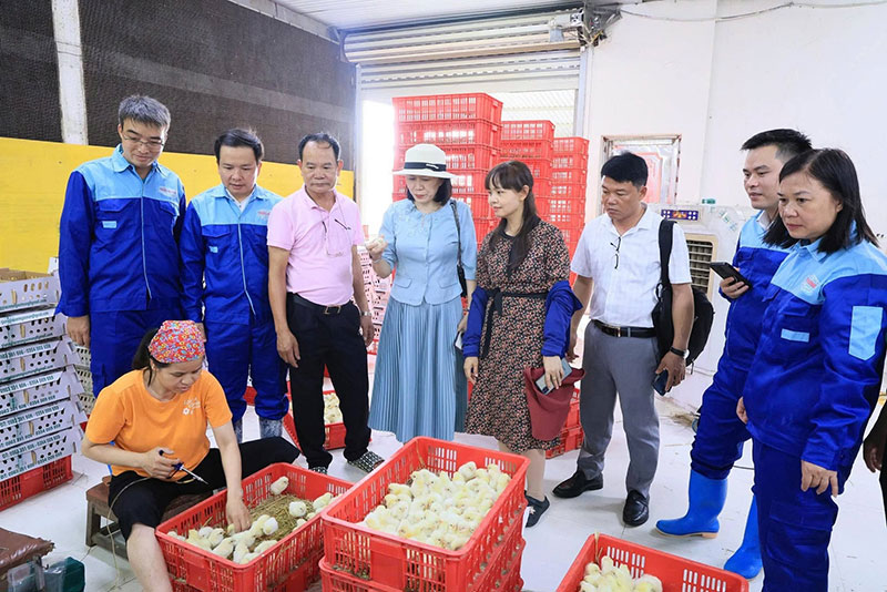 nuôi gà thư lâm