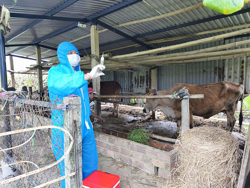 lá chắn vaccine