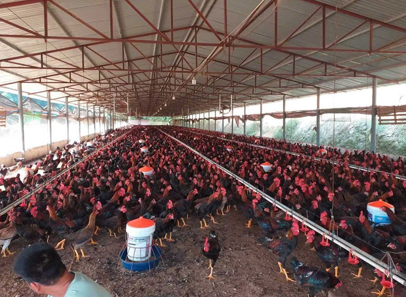chăm sóc vật nuôi mưa bão