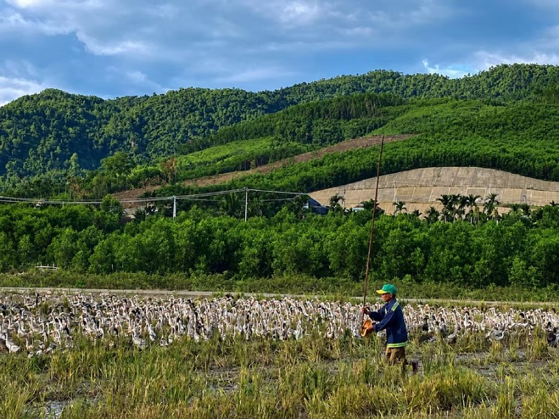 chăn vịt