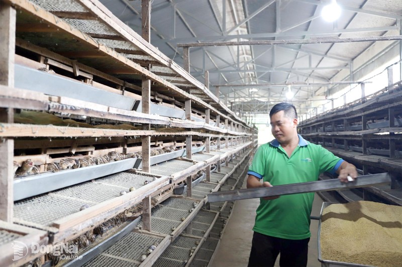 chuỗi liên kết nuôi chim cút