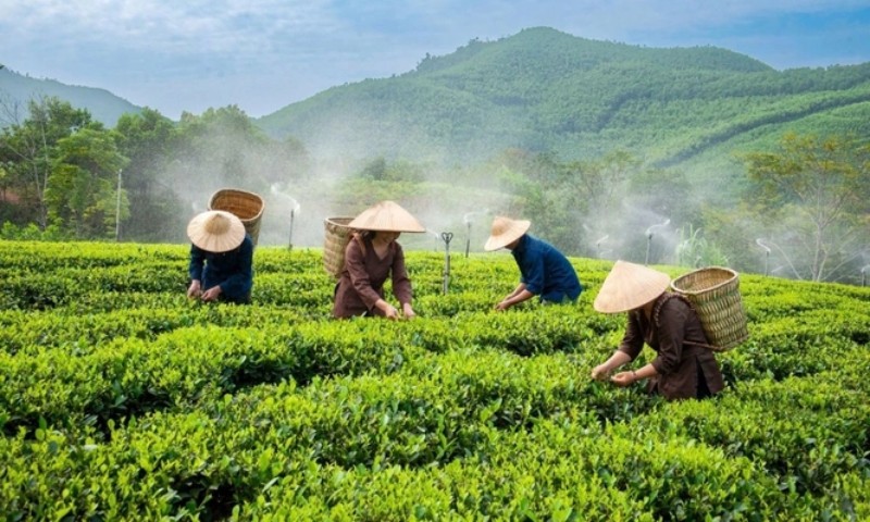 hỗ trợ khuyến nông