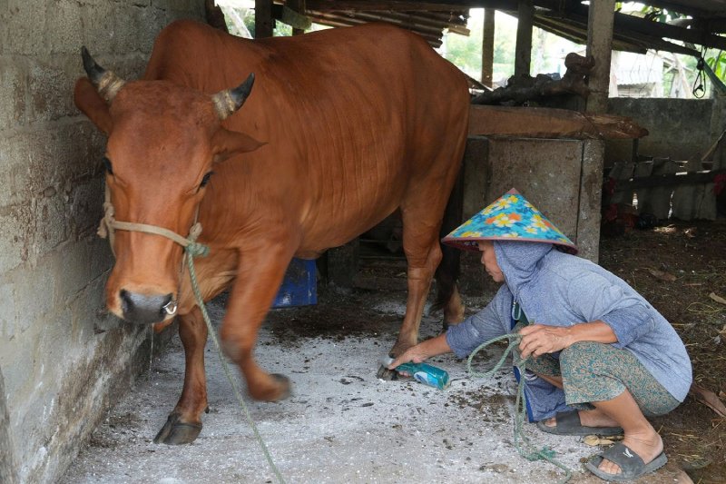 khống chế ổ dịch lở mồm long móng