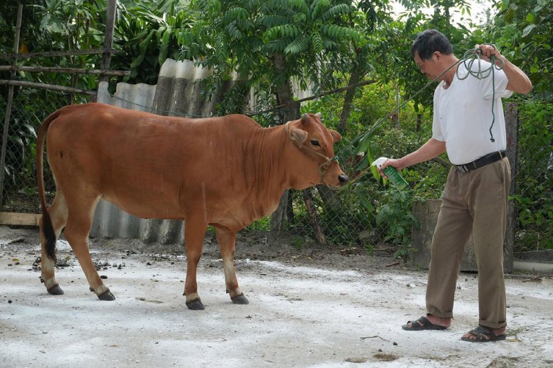 khống chế ổ dịch lở mồm long móng
