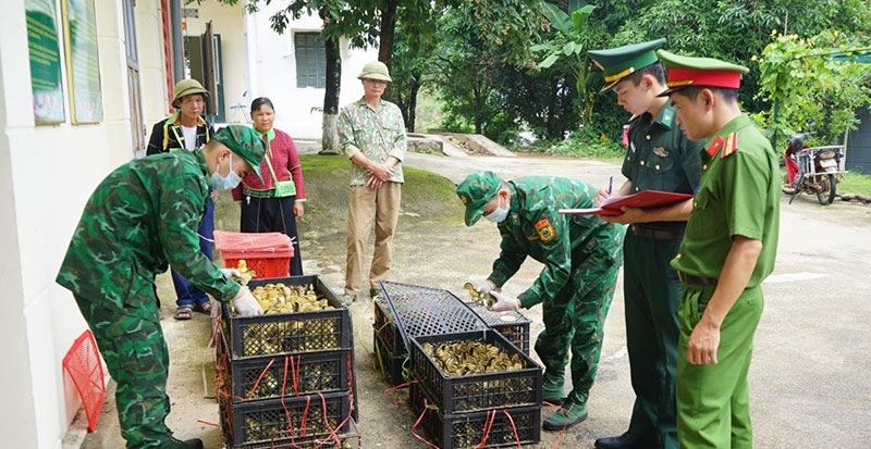 nhập lậu gia cầm