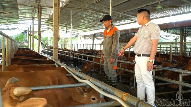 chăn nuôi lào cai