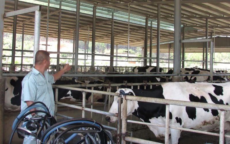 bò sữa Holstein Friesian