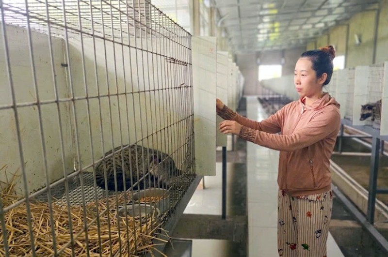 nuôi chồn hương
