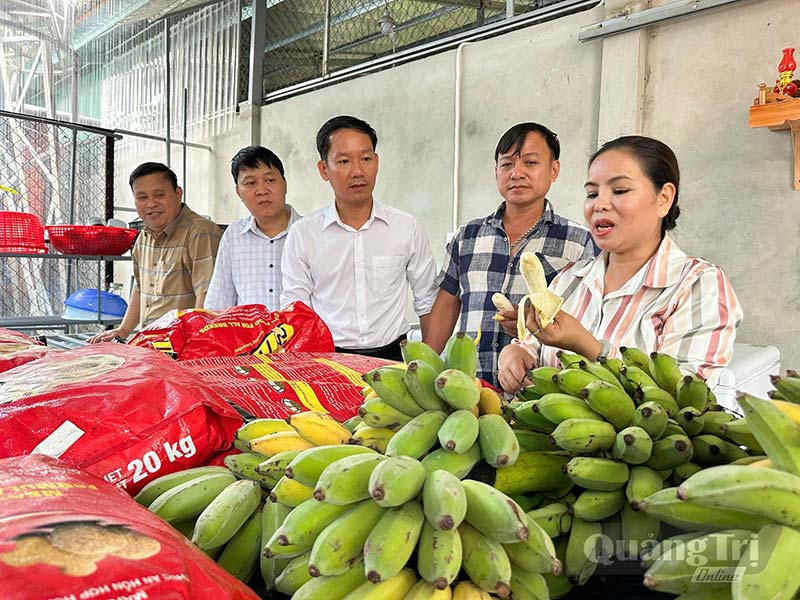 nuôi chồn hương