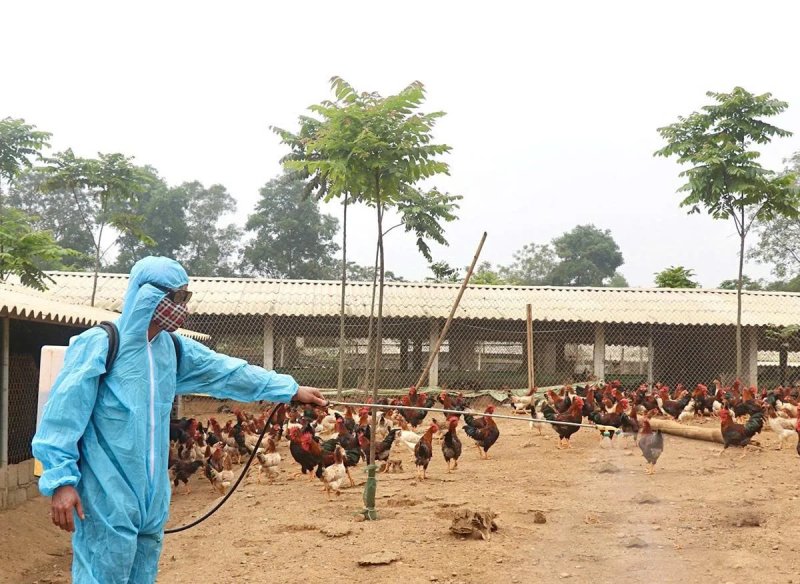 nuôi gà thả vườn