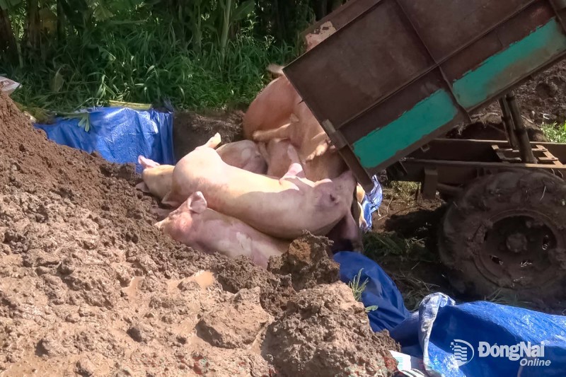 tiêu hủy heo nhiễm chất cấm Salbutamol