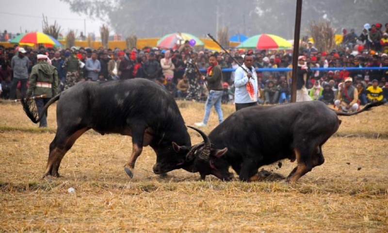 trâu Ấn Độ