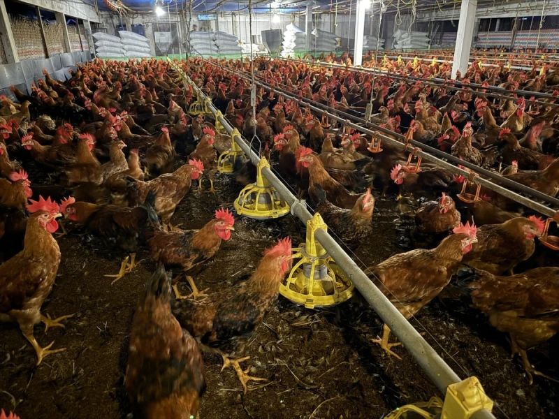 Japfa Comfeed Việt Nam