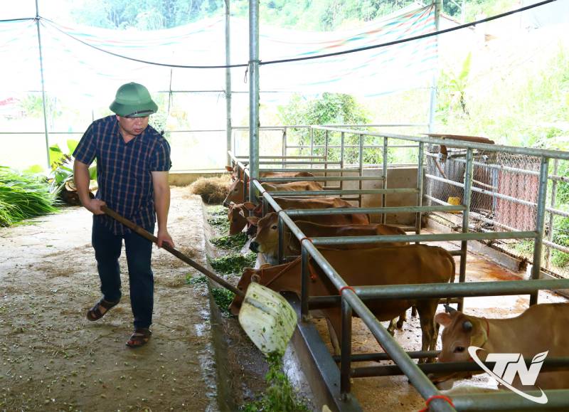 chợ trâu bò Nghiên Loan