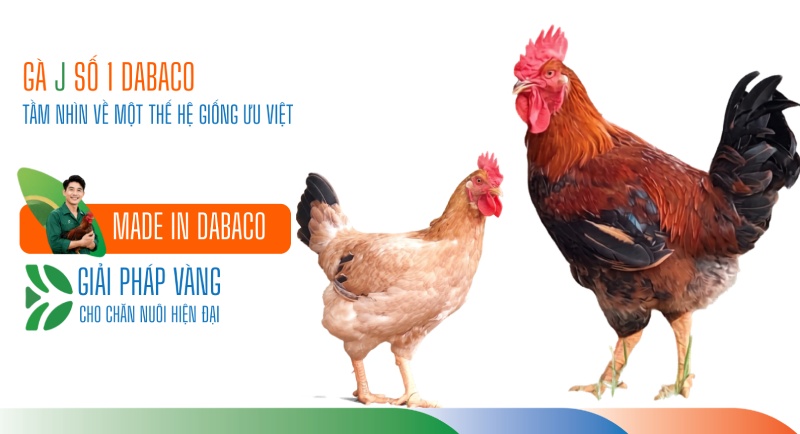 J số 1 Dabaco