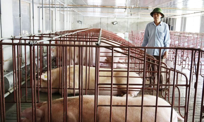 di dời cơ sở chăn nuôi