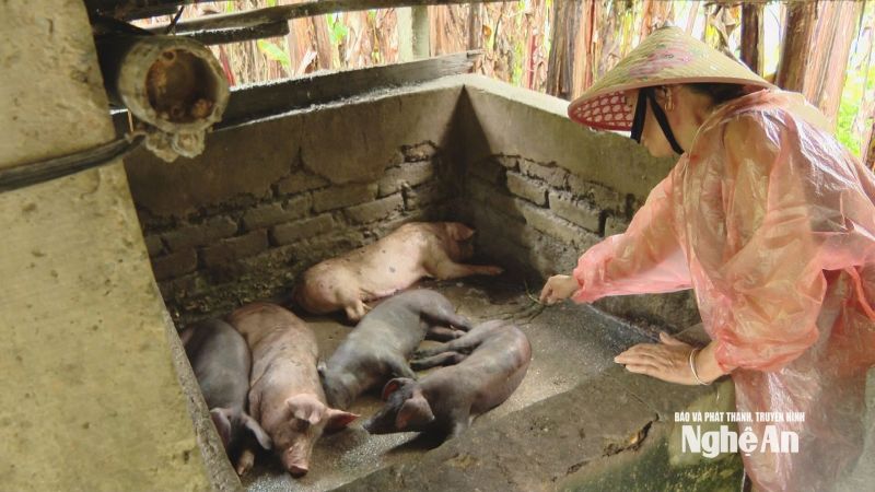 Dịch tả lợn Châu Phi