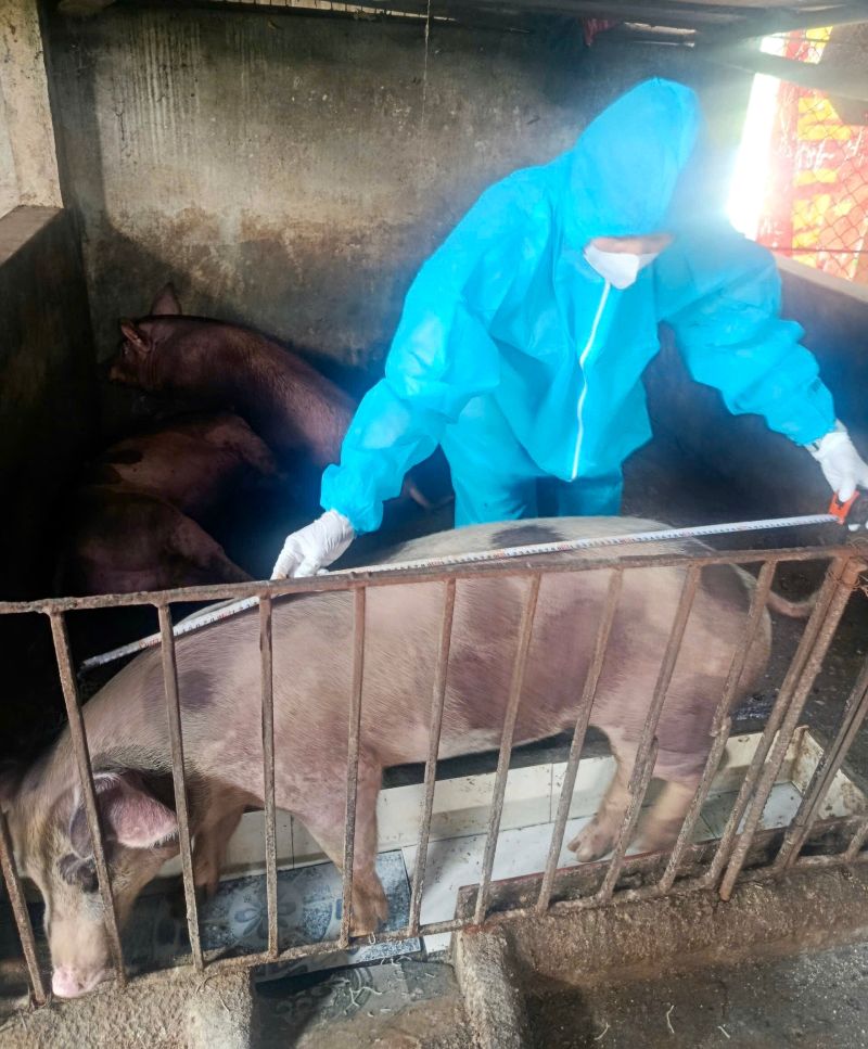 Dịch tả lợn Châu Phi