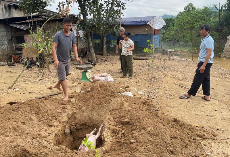 dịch tả lợn châu Phi