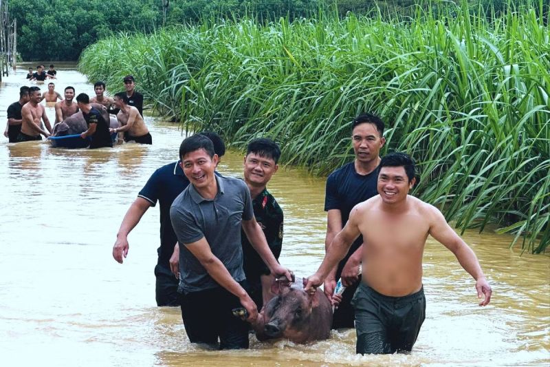 giải cứu lợn