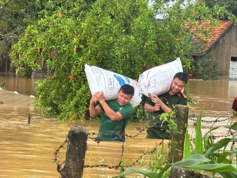 giải cứu lợn