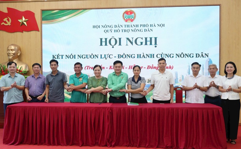 nuôi bò sữa hà nội