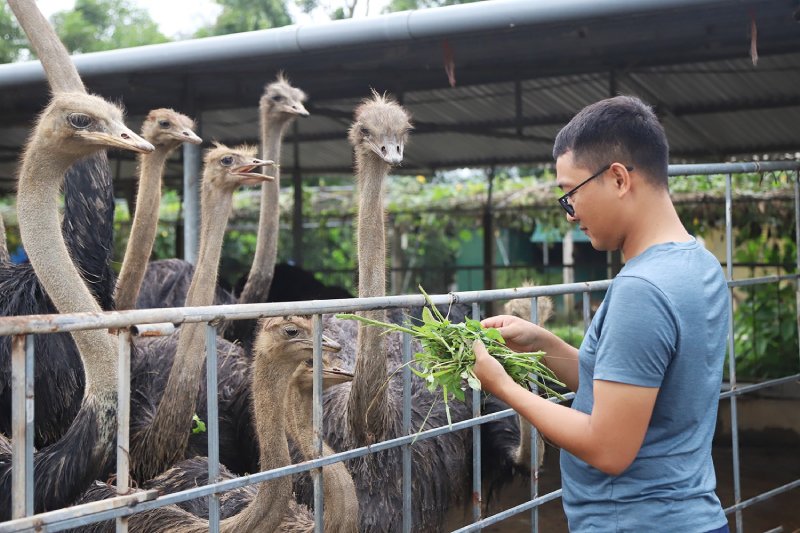 trại nuôi đà điểu