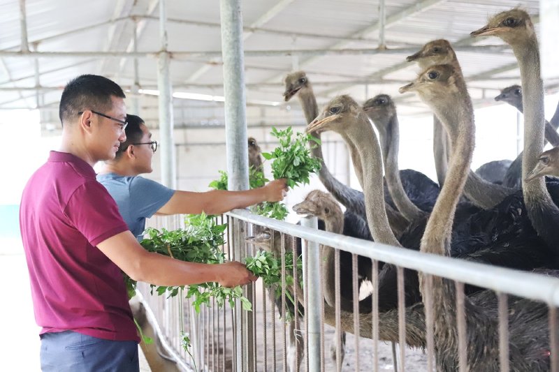 trại nuôi đà điểu