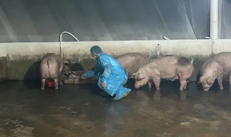 heo nhiễm Salbutamol