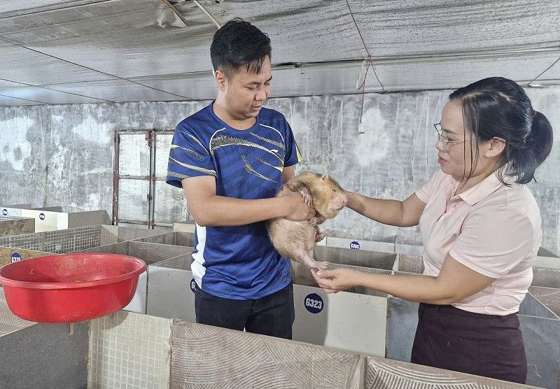 chăn nuôi dúi