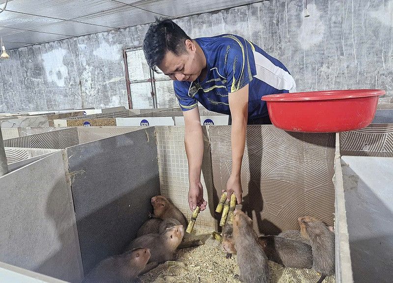 chăn nuôi dúi