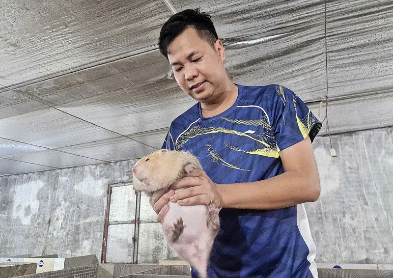 chăn nuôi dúi