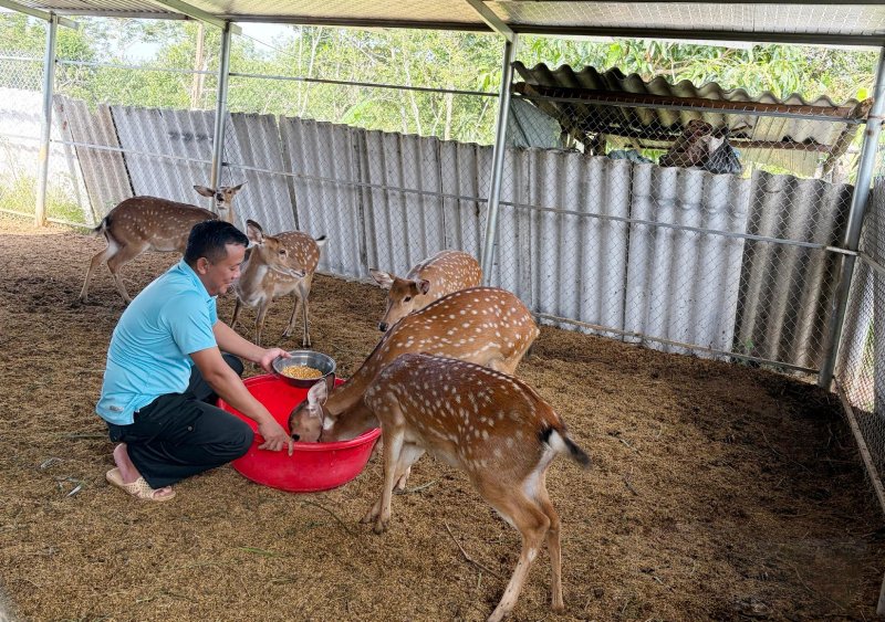 mô hình nuôi hươu