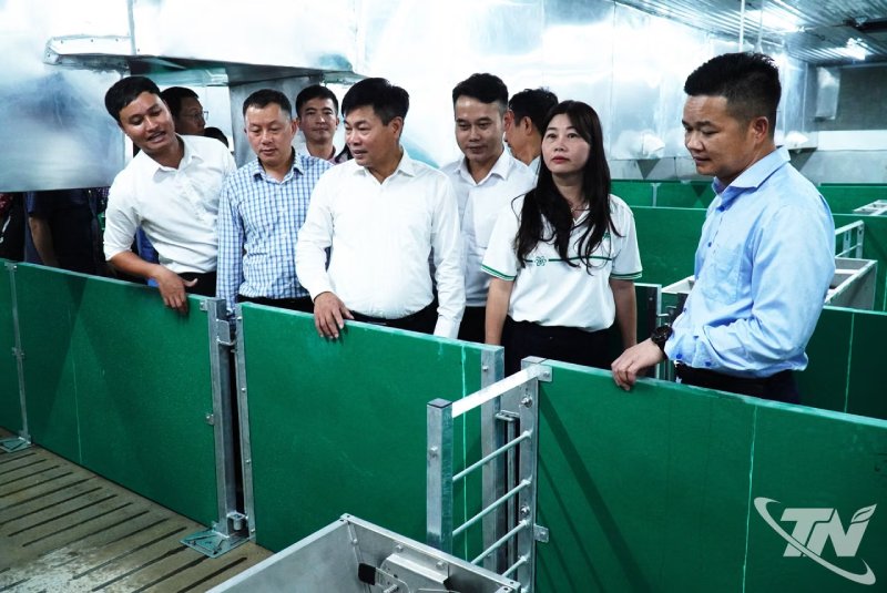 nuôi lợn công nghệ cao