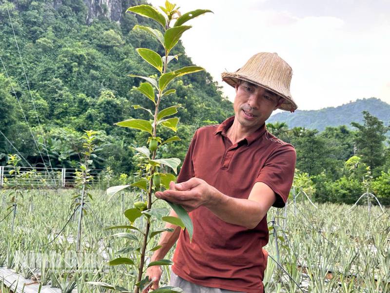nuôi nai rừng