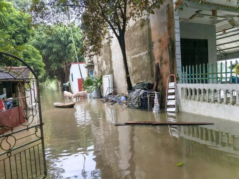 vệ sinh chuồng trại sau lũ