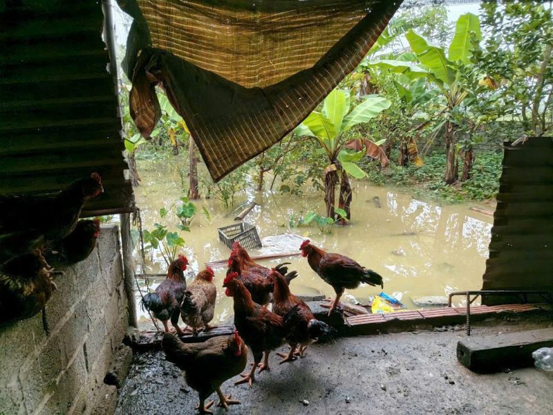 vệ sinh chuồng trại sau lũ