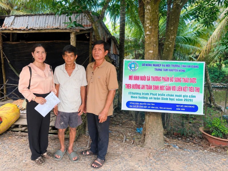 nuôi gà thảo mộc
