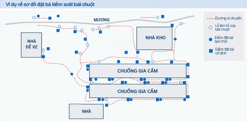 đặt bả chuột