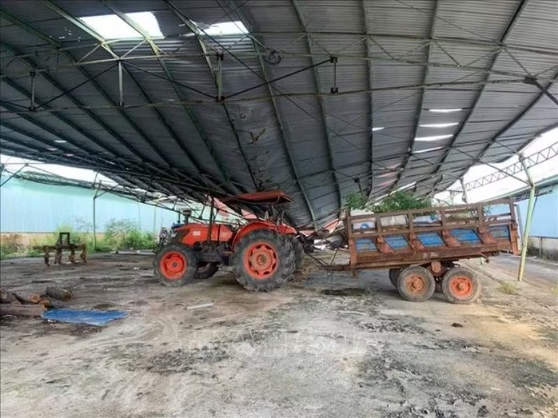 đấu giá trại bò