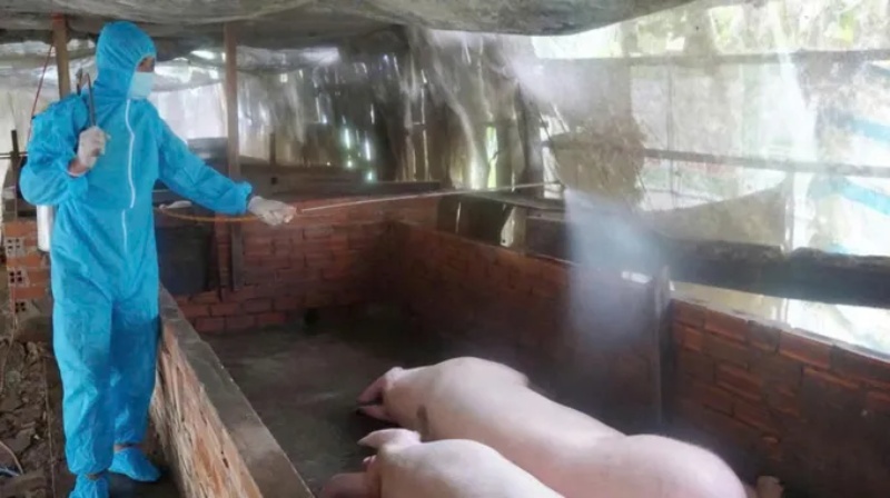 dịch tả heo châu Phi