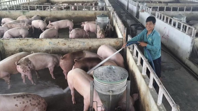 dịch tả lợn châu Phi
