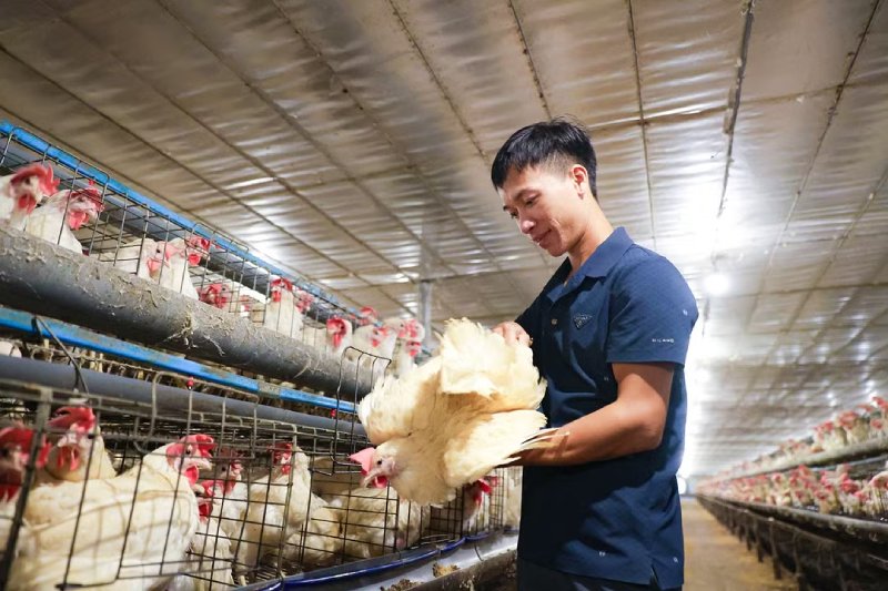 trang trại nuôi gà Ai Cập