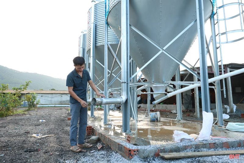 trang trại nuôi gà Ai Cập
