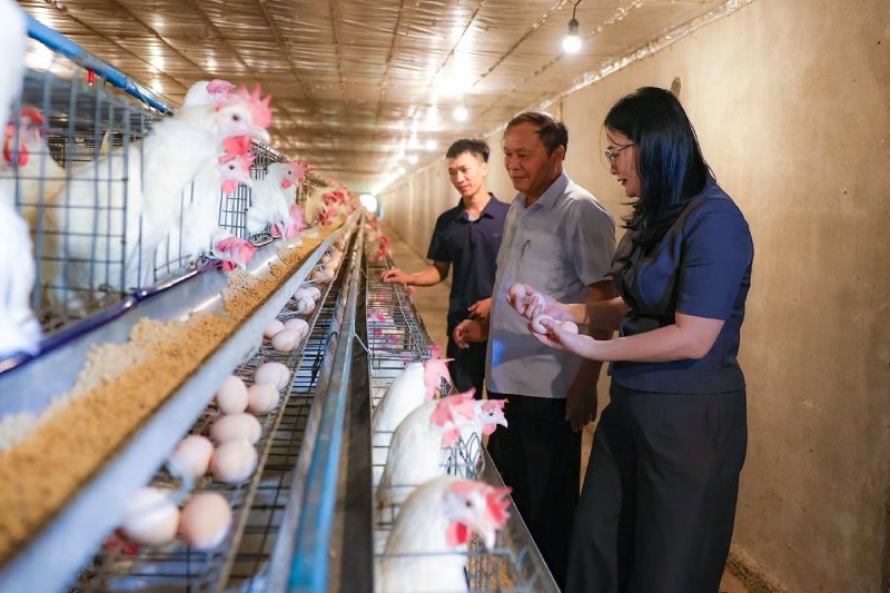 trang trại nuôi gà Ai Cập