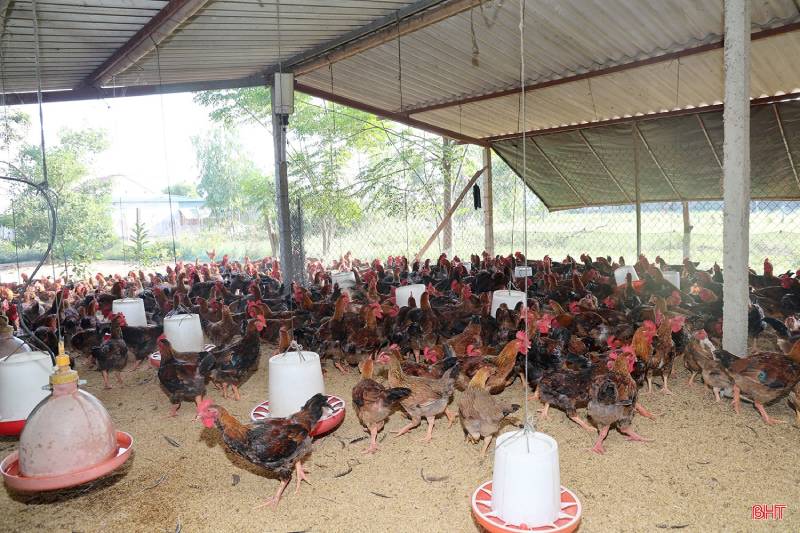thủ phủ nuôi gà