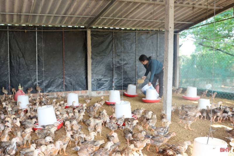 thủ phủ nuôi gà