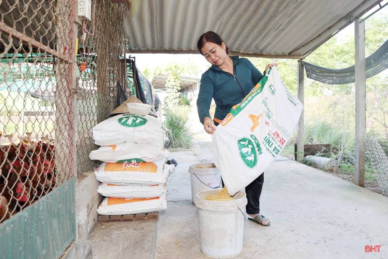 thủ phủ nuôi gà