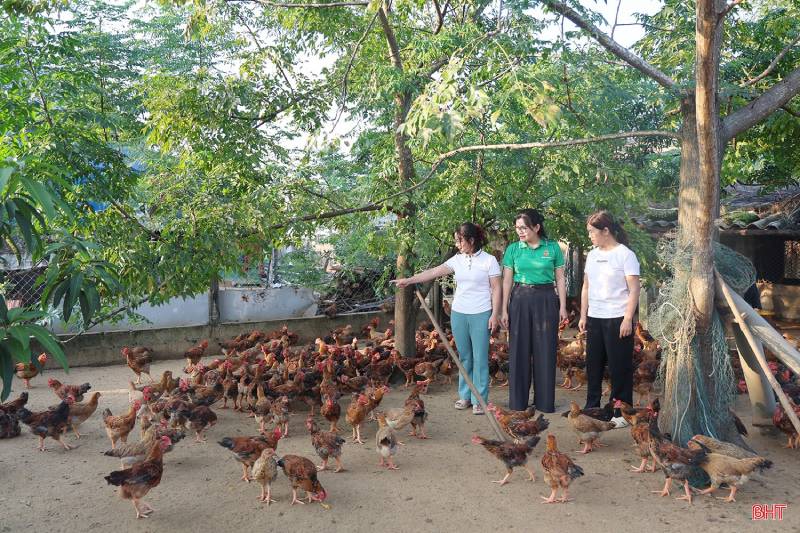 thủ phủ nuôi gà